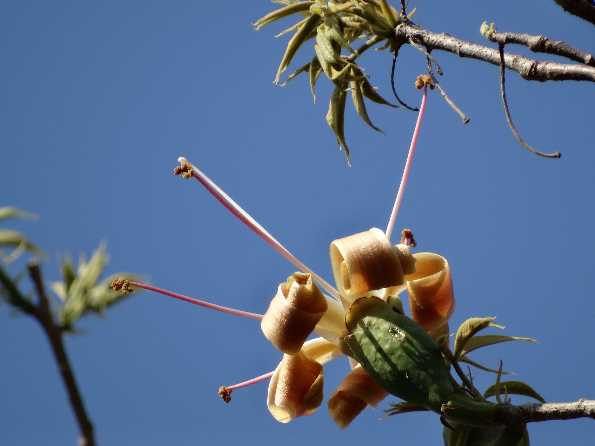 Ceiba aesculifolia 